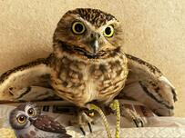 【ビビリすぎて…！】腰を抜かしたフクロウが話題！びっくりした表情に爆笑の嵐