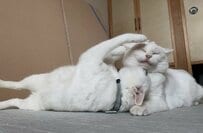 「仲良しってことね」絡まれ猫ちゃん、嫌そうな顔をしつつ受け入れる　でも楽しそうと話題