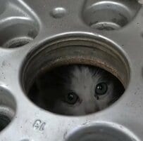 車のエンジンルームに入り込んだ子猫…逃げ足の速い子猫との攻防の結末に「いいね！」