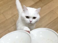 ご飯を食べ終えた猫さんの皿を回収すると…かわいい「確認」にX民が悶絶