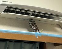 【臆病なフクロウ】何年経っても変わらない…帰宅後の反応に飼い主さんは泣き笑い