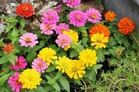 今が植えどきの「暑さと西日に強い花」3選！真夏の玄関が映える「おしゃれ＆育てやすい」植物