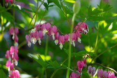【ガーデニング】狭い花壇、日当り悪い庭でもキレイに育つ「多年草・一年草3選」ガーデニングアルバム＜写真付きで紹介＞