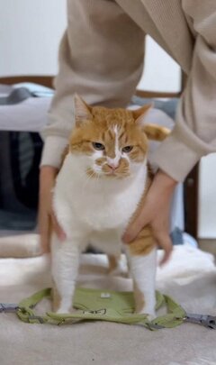 強そうな姿にお着替えした元保護猫ちゃんが可愛い！おしゃべりの声も大人気！
