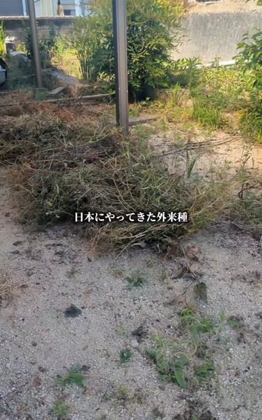変身前の荒れたお庭