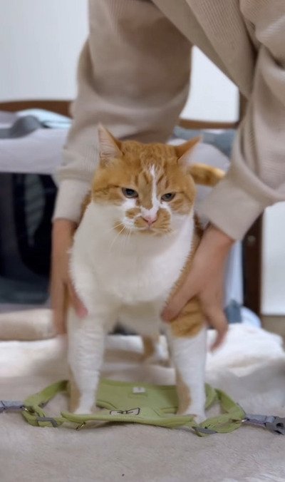 お散歩の準備をする猫のもんぶらんくん