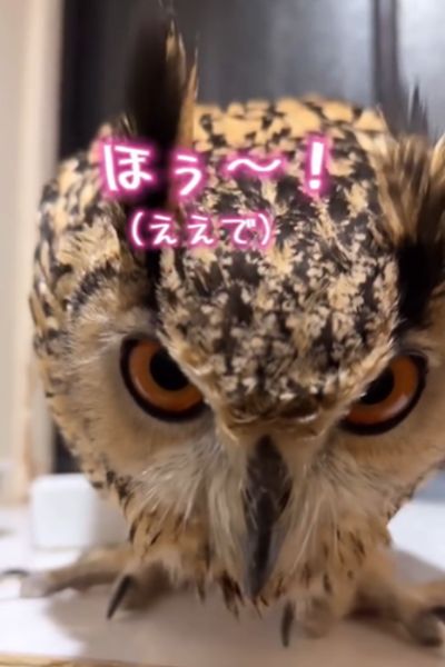 返事するフクロウさん
