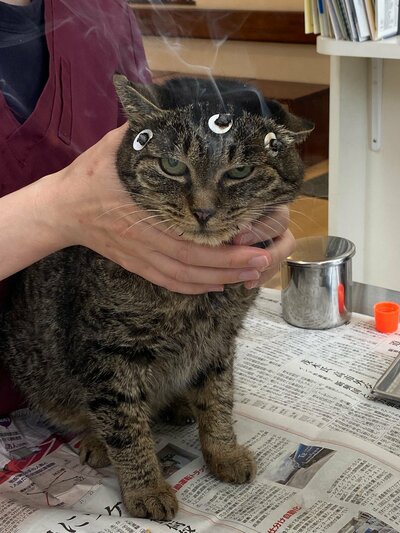 お灸を大人しく受ける猫ちゃん
