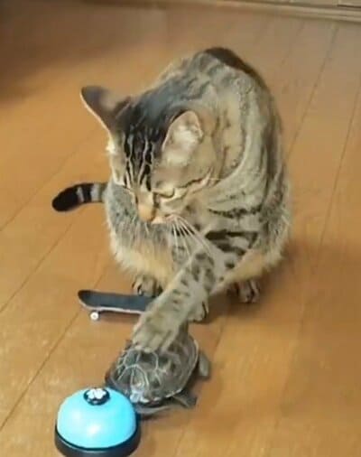ベルと甲羅を間違えた？
