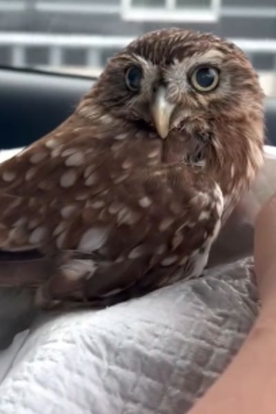 乗車するフクロウ