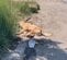 炎天下のなか道路脇で動けない犬を救助 病院で熱中症に加え“頭蓋骨と脚の骨折”も判明し、手術を受け無事に回復