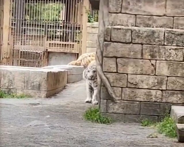 【東武動物公園】「見つかっちゃたか～」ホワイトタイガーの「ハク」がかくれんぼする様子が虎なのにとてもチャーミング「もうこんなに大きくなったのねえええ〜〜！」（埼玉県）