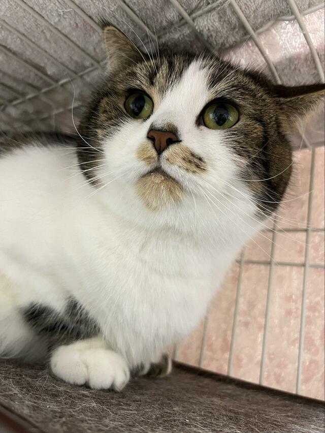 「飲んだんだね、わかるよ…」隠しきれていない「猫の口元」に1万5000いいね