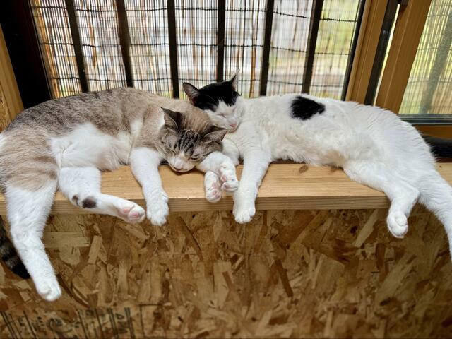 2匹の先輩猫に甘えたくて近づく子猫　先輩猫の対応に思わず感動