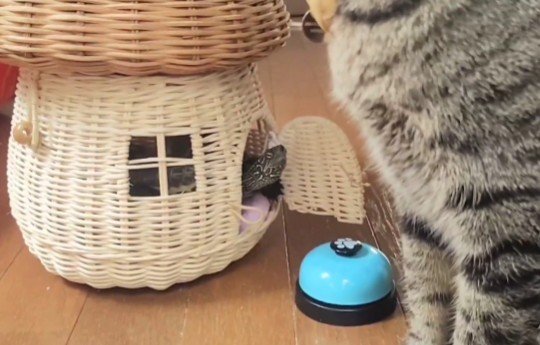 「猫は液体だから…」亀の”家”に入ろうと奮闘する猫の無謀なチャレンジに笑ってしまう