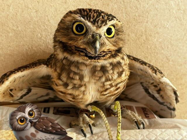 【ビビリすぎて…！】腰を抜かしたフクロウが話題！びっくりした表情に爆笑の嵐