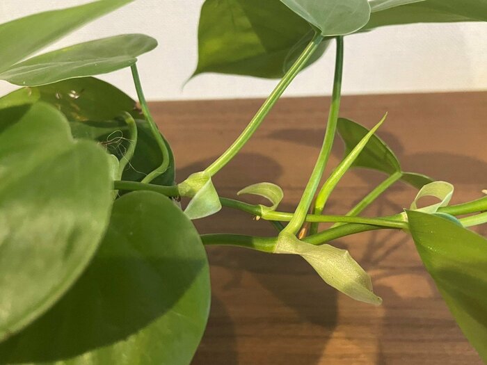 枯れた様子はなく生き生きとしています