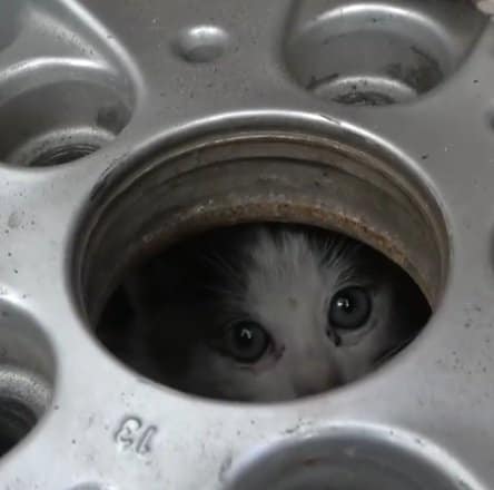 車のエンジンルームに入り込んだ子猫…逃げ足の速い子猫との攻防の結末に「いいね！」