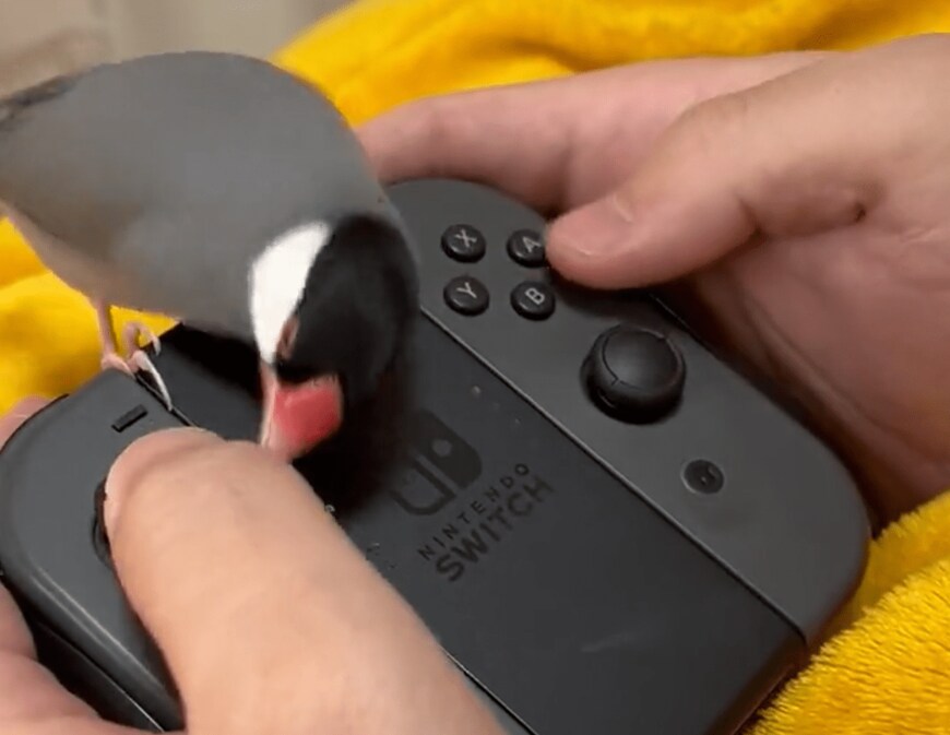 出所：@piyo_kitchen