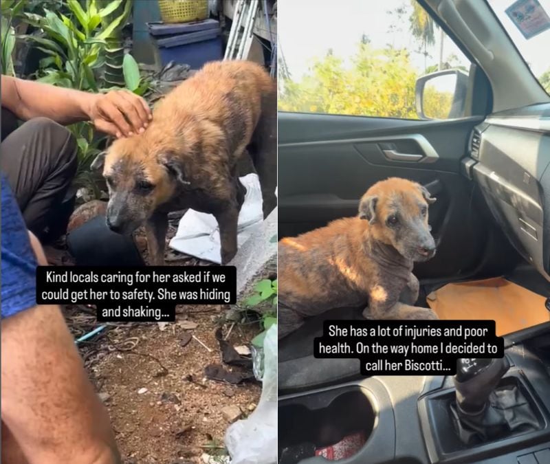 出所：@niall.harbison