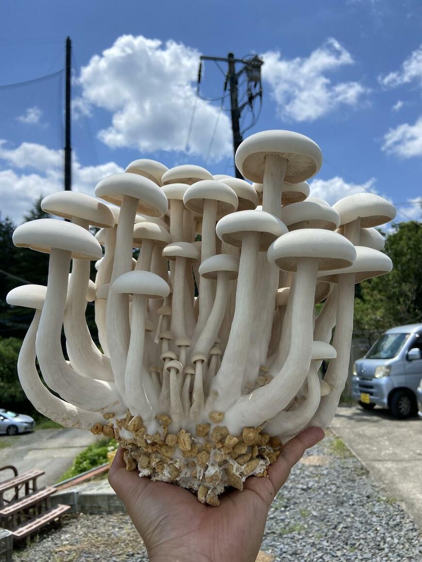 出所：@Boo_Watanabe