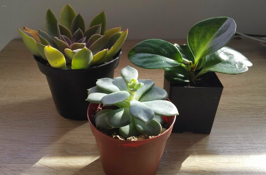 寄せ植えにも！ミニサイズの多肉植物（LIMO編集部）