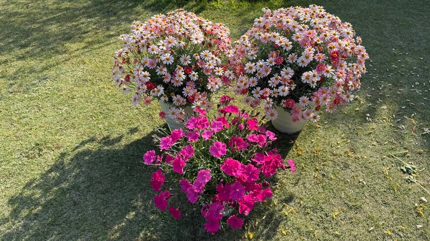 母の日に贈りたい〈コンパクトな鉢植えアジサイ＆多年草〉1鉢で玄関先をおしゃれに彩るグラデーションカラーも素敵。育てやすいから、毎年美しい花を一緒に楽しめるかも！