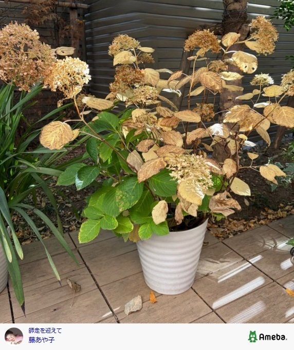 出所：藤あや子のAmeba公式ブログ　参照日：2025年12月8日