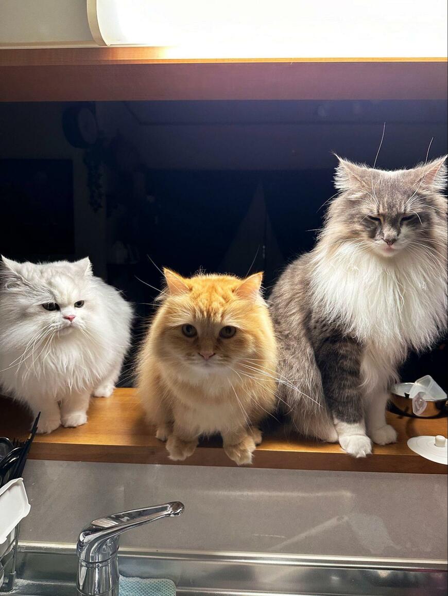 出所：@NEKOLAND13