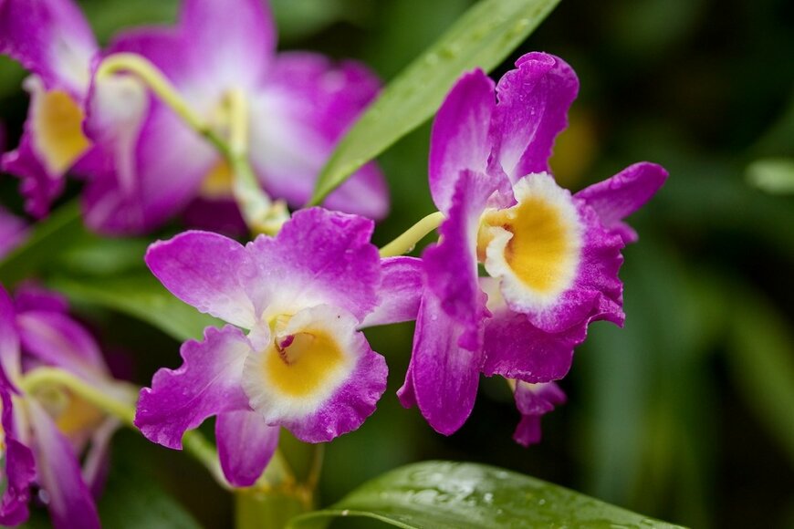 islavicek/shutterstock.com