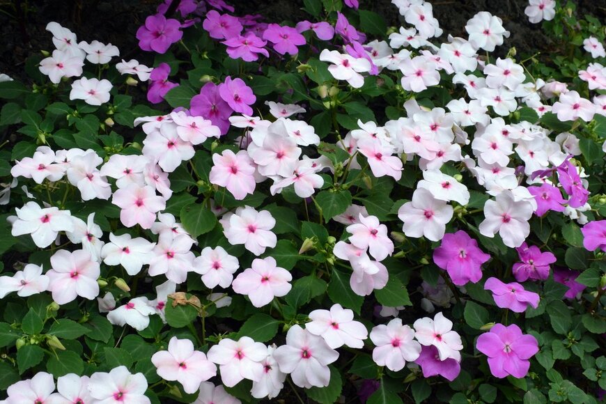 Tanya_Terekhina/Shutterstock.com