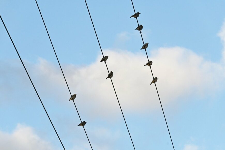 電線にとまるムクドリの大群に強烈な違和感　混ざっていた「別の鳥」に思わず目を疑う