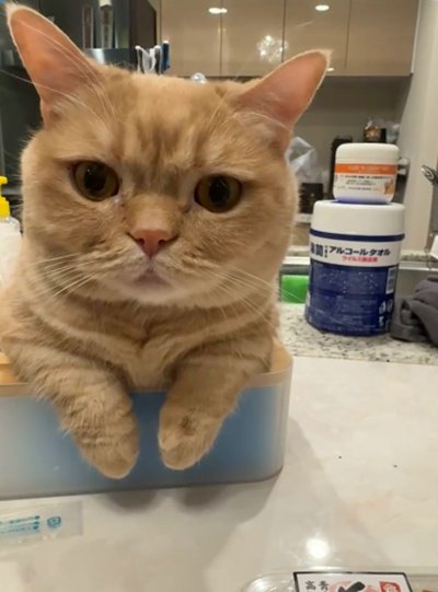 出所：＠chikuwa20210603