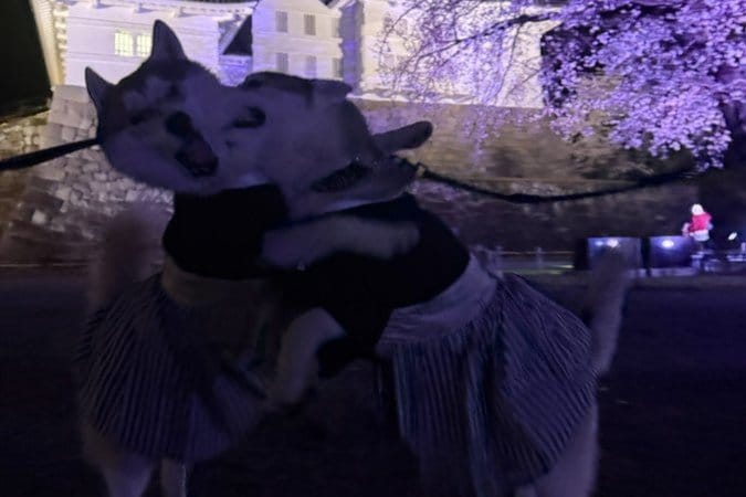 出所：@5rose_husky