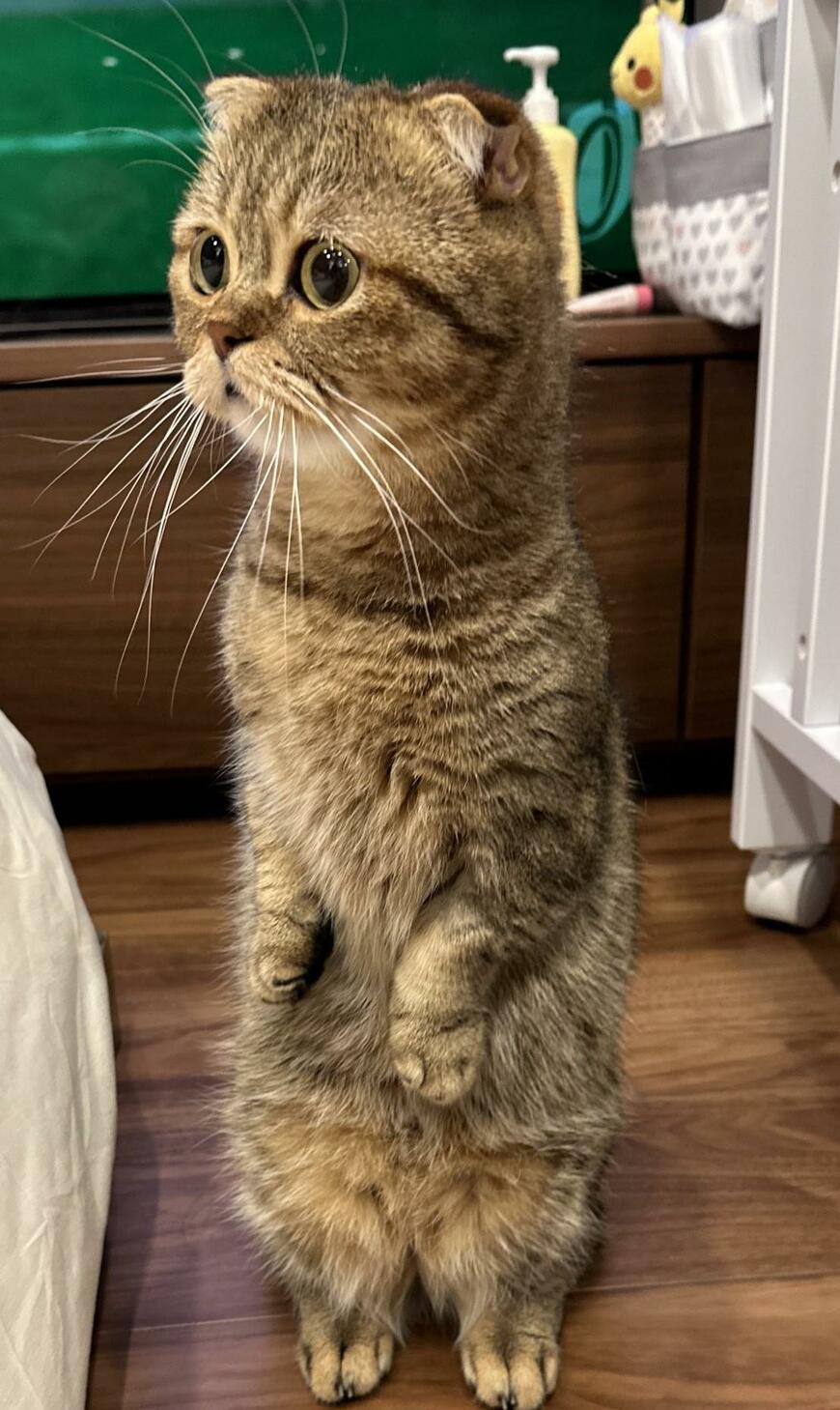 出所：@ponpokopontanu