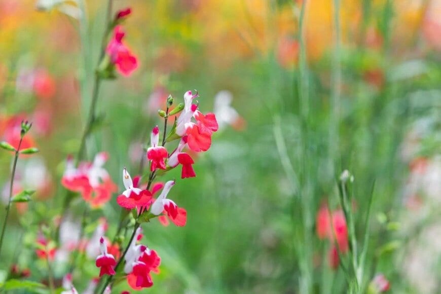 おしゃれ＆育てやすい【いい香りの花】夏から秋に変わる庭で楽しみたい《一年草・多年草》3選