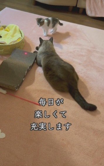 出所：@lumi.towncat