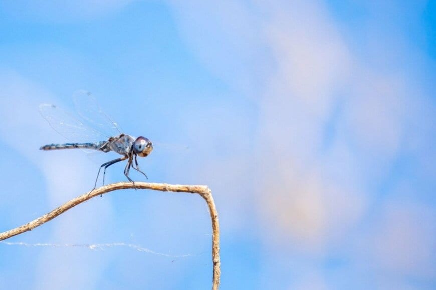 昆虫マニアが発見した「珍しいトンボの姿」に思わず二度見　独特なフォルムに「見たままの名前」