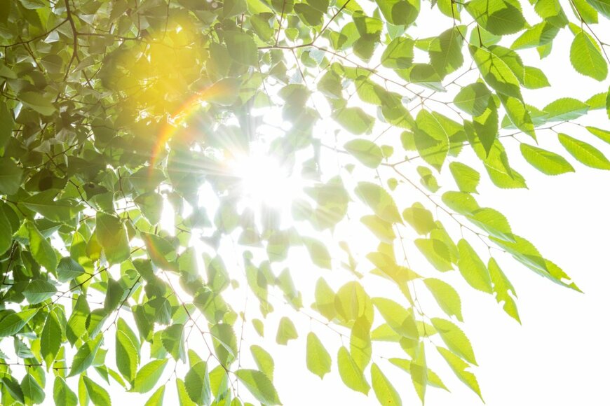 kai keisuke/shutterstock.com