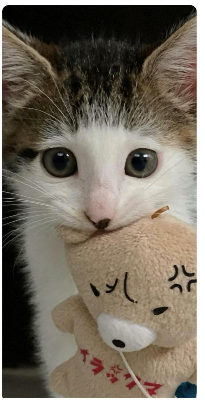 出所：@Saeroyi_cat