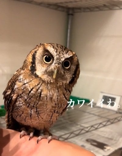 【飼い主の肩に乗るフクロウ】お呼びでしょうか？→すぐに飛んでくる姿が可愛すぎる！