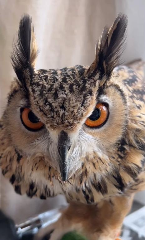 【お返事するフクロウ】ヌシの声にうっかり反応しちゃう様子がかわいすぎる！