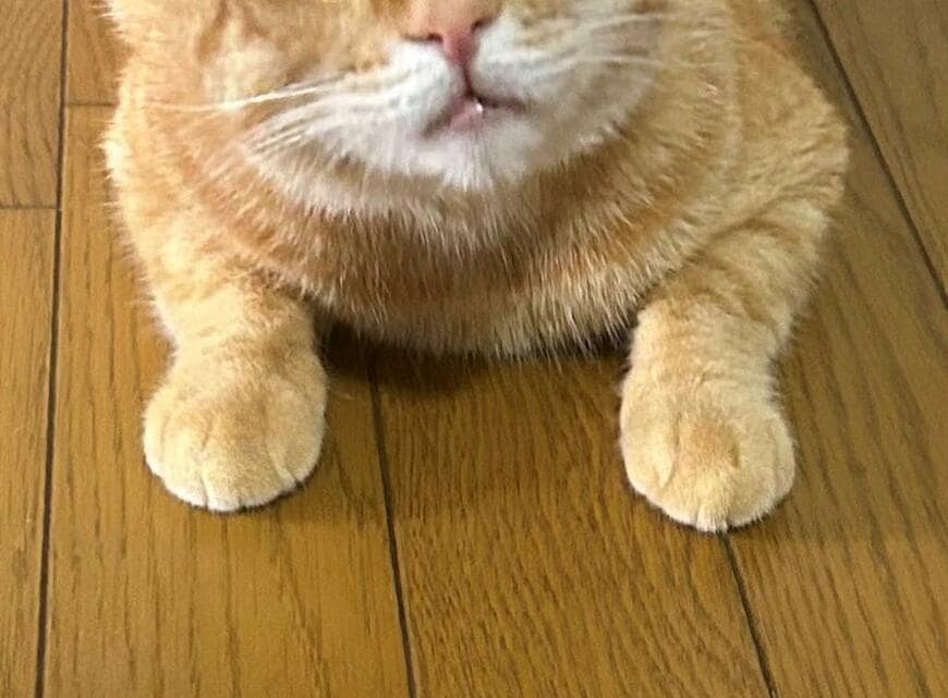 出所：@Beercat_Ana_Dar