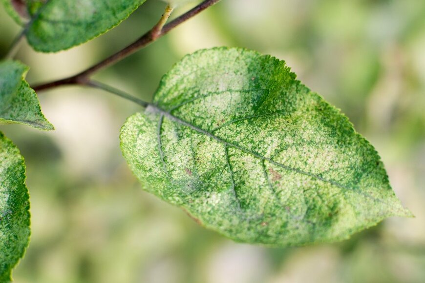 Yurchenko Iryna/shutterstock.com