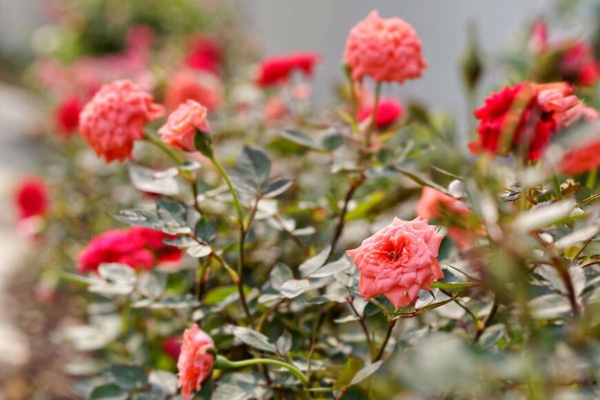 Kritchai7752/shutterstock.com