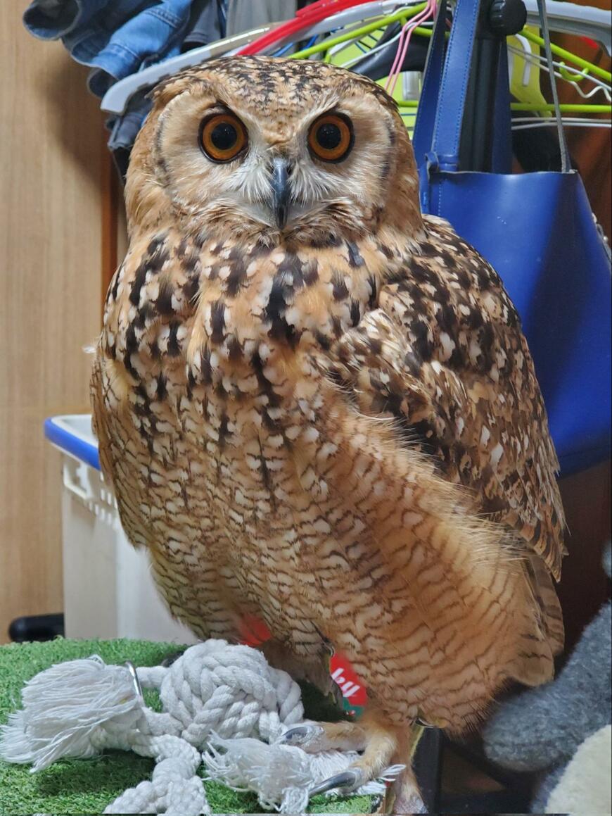 【ポーカーフェイスなフクロウの目線で注意喚起！】目力と表情だけで伝える姿は女優並？