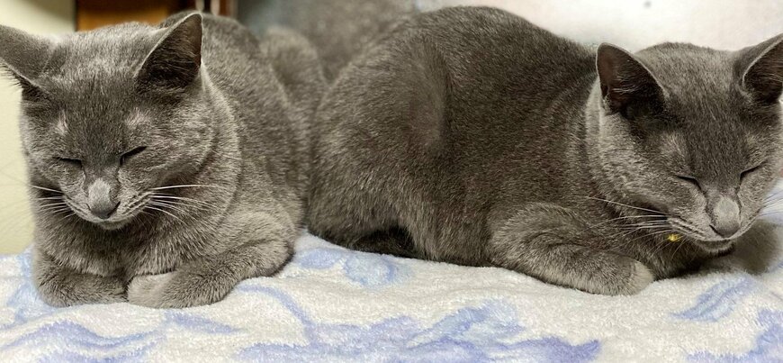 出所：@luna7taka9