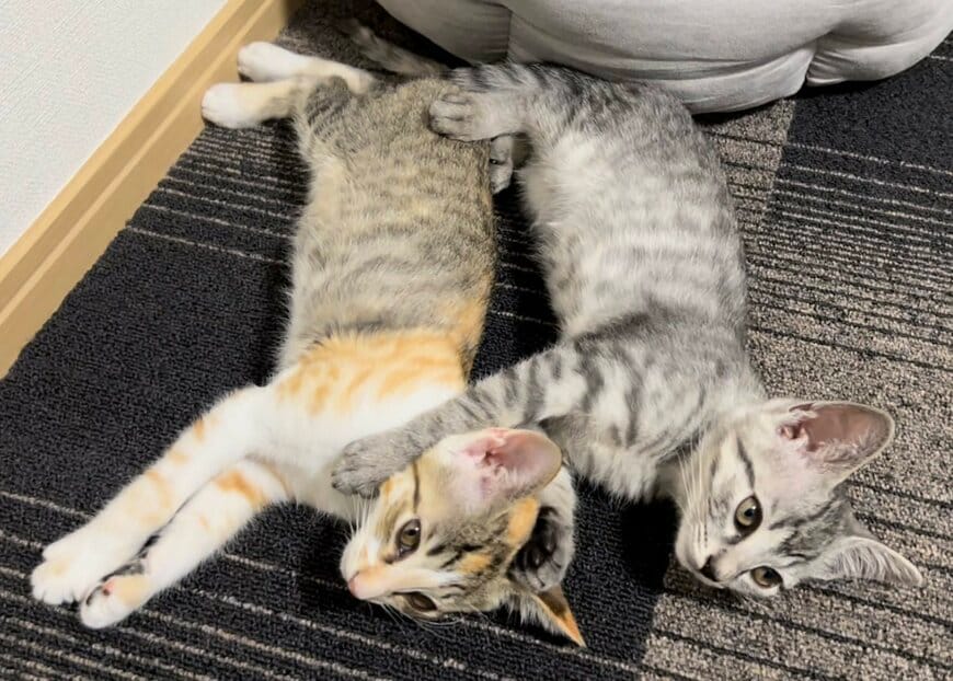 一緒にお迎えした兄妹子猫→4歳を迎えた成長姿にホッコリ!「一気に大人になりましたね」の声