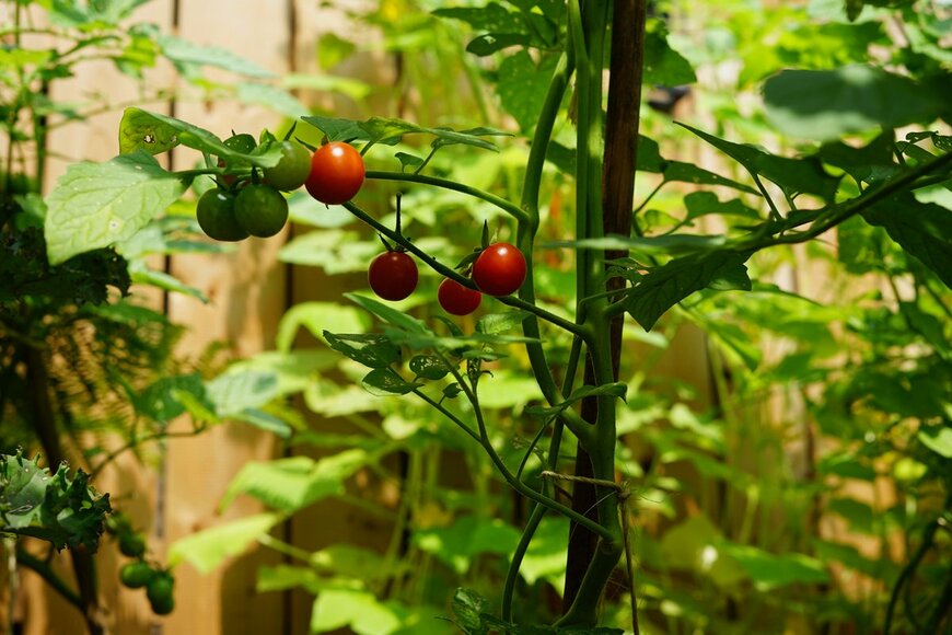 RenineR/Shutterstock.com