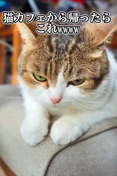 出所：＠nikoandkotatorowasabi